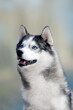 portrait of a young dog breed Siberian husky with blue eyes
Beautiful male husky looks like a wolf in the north