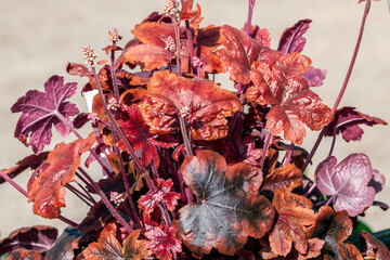 Wall Mural - heucherella 'brass lanterns' a herbaceous perennial a spring summer foliage plant with a white flowe