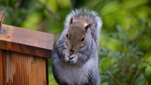 The Eastern Gray Squirrel, Also Known As The Grey Squirrel Depending On Region, Is A Tree Squirrel In The Genus Sciurus.