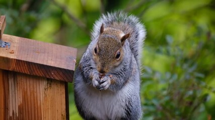 Wall Mural - The eastern gray squirrel, also known as the grey squirrel depending on region, is a tree squirrel in the genus Sciurus.