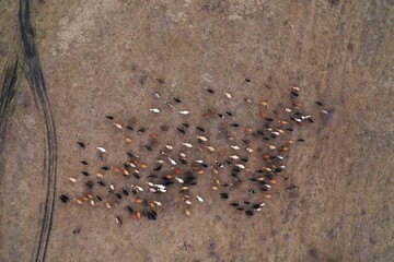 Aerial top down view of herd of cows going on the field. Two shepherd riding on horses near the flock. Dogs running around cows. Domestic agriculture animals. Caucasus, Russia winter.