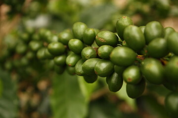 Wall Mural - Colombian coffee plantation in the Andean valleys. Quimbaya, Quindio, Colombia. Triangle coffee