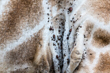 Close Up Of Parasitic Ticks Embedded Into The Fur Of A Giraffe Animal In The Wild Use As Abstract Nature