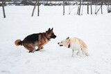 Fototapeta Psy - Active games with two friendly dogs in fresh air. German Shepherd black and red and white half breed shepherd run on snowy field in winter and play catch up.