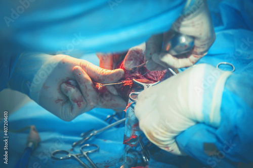 Fototapeta na szkło Veterinarian surgery. Close up. Health, animal, hospital, treatment, medicine concept. Horizontal image.