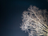 Fototapeta Fototapeta z dmuchawcami na ścianę - Częściowo oświetlone drzewo i gwiazdy