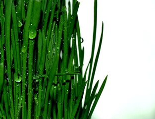 Sticker - image of green grass with water drops isolated on white background