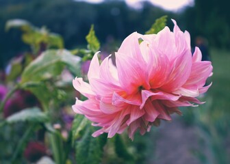 Chrysanthemums flowering plants of the genus Chrysanthemum in the family Asteraceae