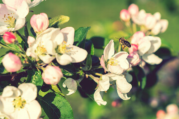 Wall Mural - Beautiful blooming apple trees in spring park close up. Apple trees flowers. the seed-bearing part of a plant, consisting of reproductive organs. Blooming apple tree. Spring flowering of trees. toned