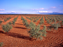 Mediterranean Olive Plantation