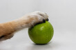 Paw with apple