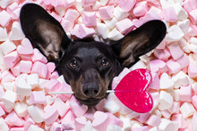 Happy Valentines Dog In Bed Of Marshmallows