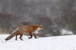 © Menno Schaefer - Red fox in snowy weather during a winterday.