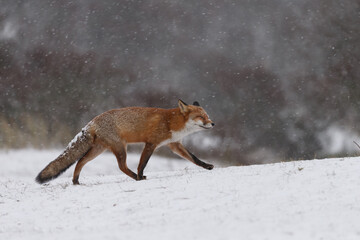 Wall Mural - Red fox in snowy weather during a winterday.