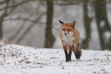 Wall Mural - Red fox in snowy weather during a winterday.