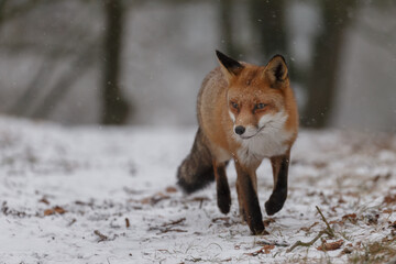 Wall Mural - Red fox in snowy weather during a winterday.