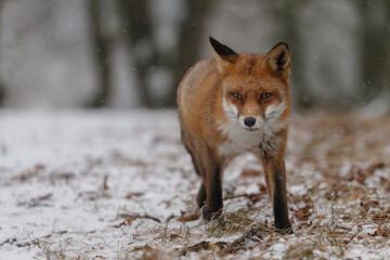 Wall Mural - Red fox in snowy weather during a winterday.