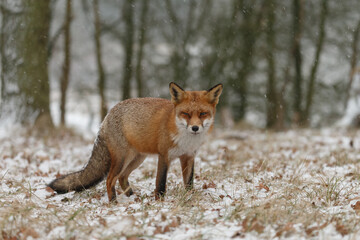 Wall Mural - Red fox in snowy weather during a winterday.