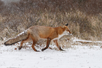 Wall Mural - Red fox in snowy weather during a winterday.