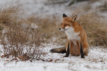Wall Mural - Red fox in snowy weather during a winterday.