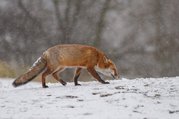 Wall Mural - Red fox in snowy weather during a winterday.