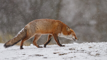 Wall Mural - Red fox in snowy weather during a winterday.