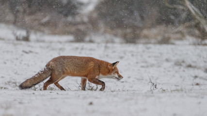 Wall Mural - Red fox in snowy weather during a winterday.