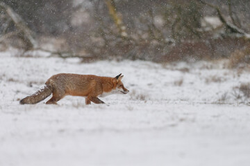 Wall Mural - Red fox in snowy weather during a winterday.