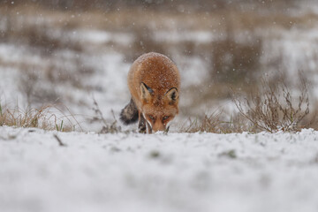 Wall Mural - Red fox in snowy weather during a winterday.