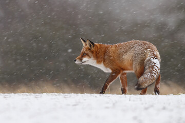 Wall Mural - Red fox in snowy weather during a winterday.