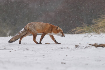 Wall Mural - Red fox in snowy weather during a winterday.