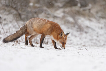 Wall Mural - Red fox in snowy weather during a winterday.