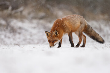 Wall Mural - Red fox in snowy weather during a winterday.