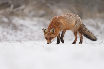 Wall Mural - Red fox in snowy weather during a winterday.