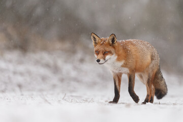 Wall Mural - Red fox in snowy weather during a winterday.