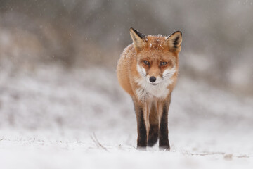 Wall Mural - Red fox in snowy weather during a winterday.