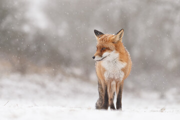 Wall Mural - Red fox in snowy weather during a winterday.