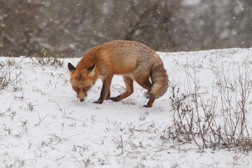 Wall Mural - Red fox in snowy weather during a winterday.
