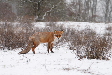 Wall Mural - Red fox in snowy weather during a winterday.