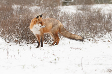 Wall Mural - Red fox in snowy weather during a winterday.