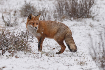 Wall Mural - Red fox in snowy weather during a winterday.