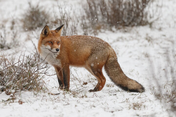 Wall Mural - Red fox in snowy weather during a winterday.