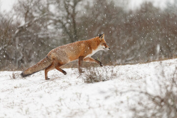 Wall Mural - Red fox in snowy weather during a winterday.