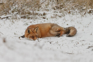 Wall Mural - red fox in snowy weather during a winterday.
