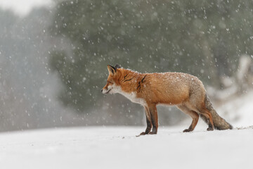 Wall Mural - Red fox in snowy weather during a winterday.