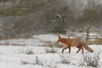 Wall Mural - Red fox in snowy weather during a winterday.