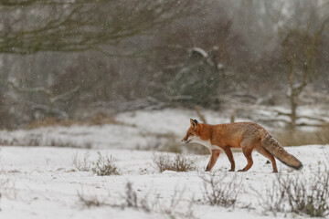 Wall Mural - Red fox in snowy weather during a winterday.