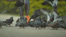 Pigeons Flying Away As A Runner Approaches Them, Shot In Super Slow Motion