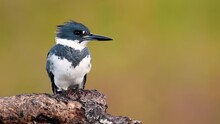 Belted Kingfisher Video Clip In 4k