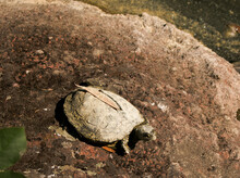 Turtle Covered In Mud Free Stock Photo - Public Domain Pictures